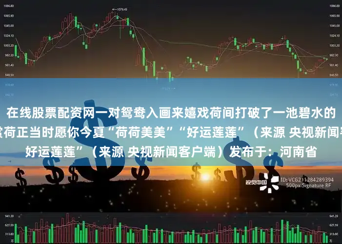 在线股票配资网一对鸳鸯入画来嬉戏荷间打破了一池碧水的宁静增添了情趣和生气赏荷正当时愿你今夏“荷荷美美”“好运莲莲”（来源 央视新闻客户端）发布于：河南省
